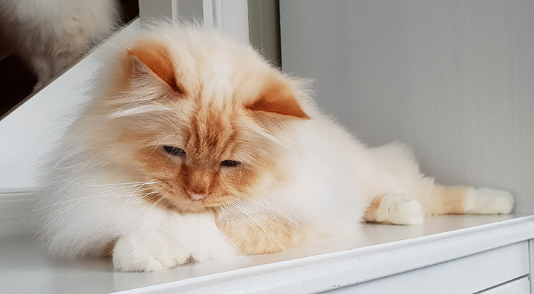 S*Källtäppans Gemini Ginnie