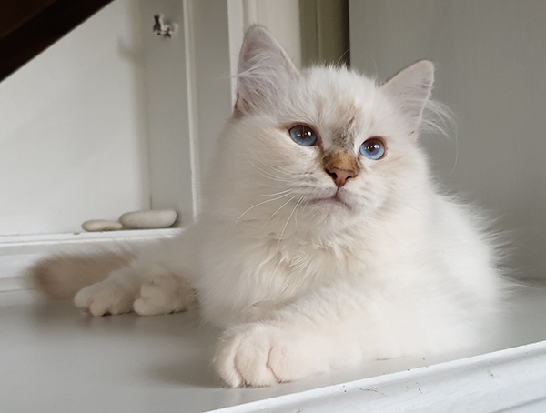 S*Källtäppans Gemini Ginnie