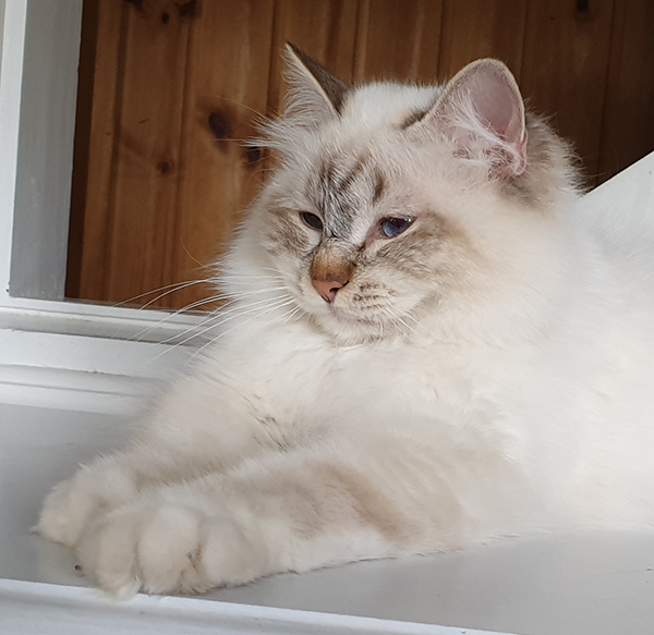 S*Källtäppans Gemini Ginnie
