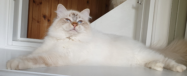 S*Källtäppans Gemini Ginnie