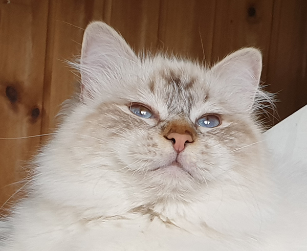 S*Källtäppans Gemini Ginnie
