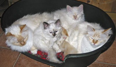 S*Källtäppans Gemini Ginnie