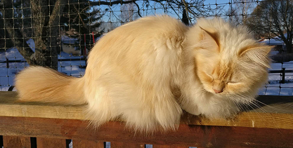 S*Källtäppans Gemini Ginnie