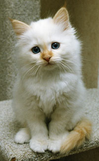 S*Källtäppans Gemini Ginnie