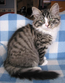 S*Källtäppans Gemini Ginnie