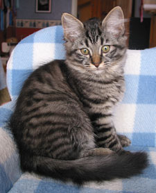 S*Källtäppans Gemini Ginnie