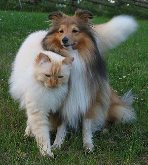 S*Källtäppans Gemini Ginnie