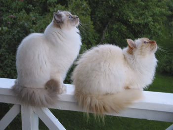 S*Källtäppans Gemini Ginnie