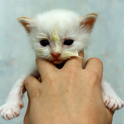 S*Källtäppans Gemini Ginnie