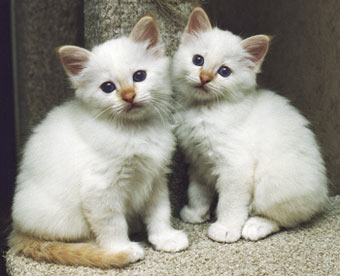 S*Källtäppans Gemini Ginnie