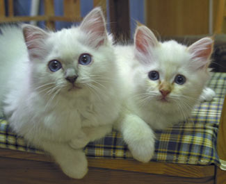 S*Källtäppans Gemini Ginnie