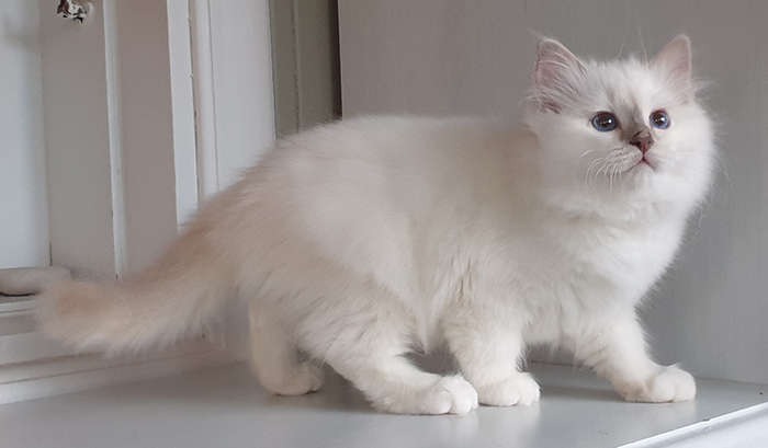 S*Källtäppans Gemini Ginnie