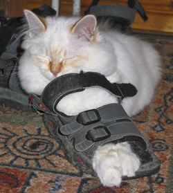 S*Källtäppans Gemini Ginnie