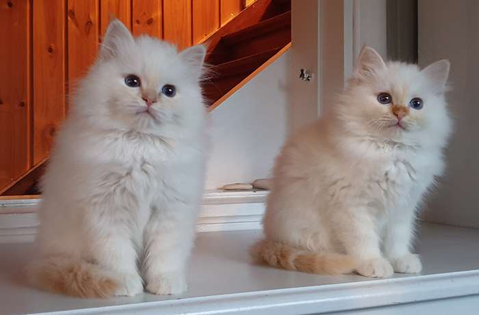 S*Källtäppans Gemini Ginnie