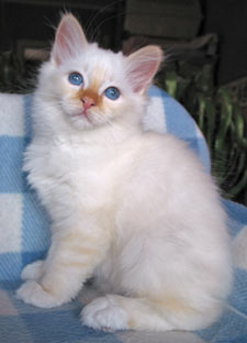 S*Källtäppans Gemini Ginnie