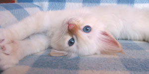 S*Källtäppans Gemini Ginnie