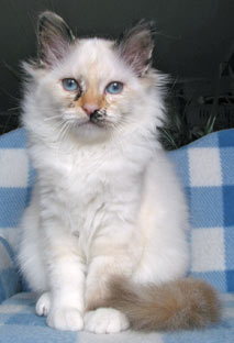 S*Källtäppans Gemini Ginnie