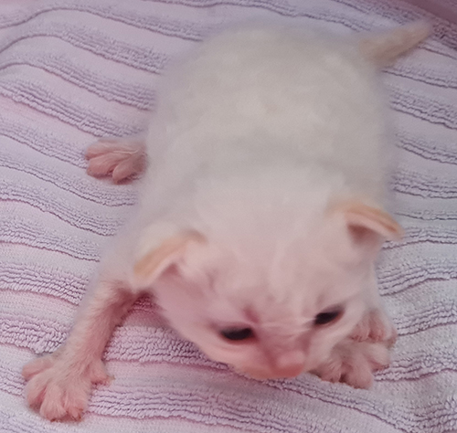 S*Källtäppans Gemini Ginnie
