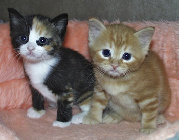 S*Källtäppans Gemini Ginnie