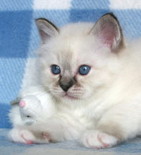 S*Källtäppans Gemini Ginnie