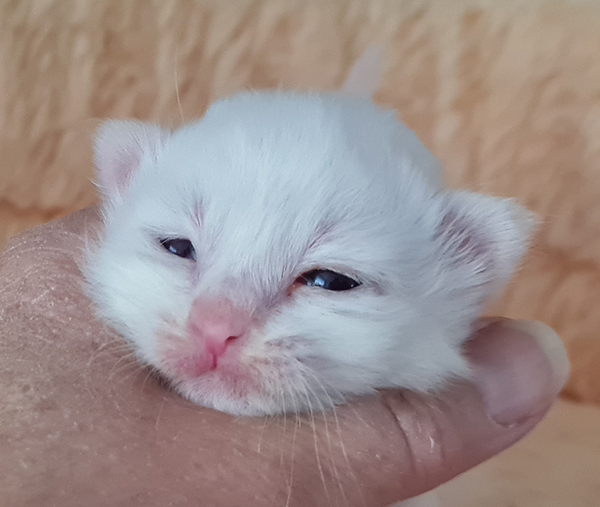 S*Källtäppans Gemini Ginnie