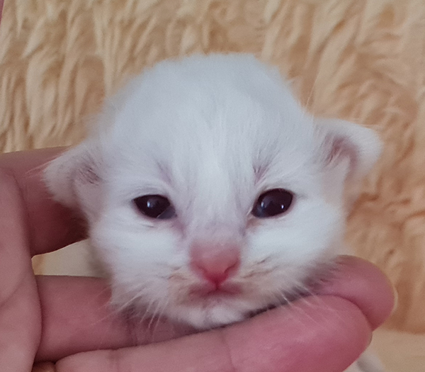 S*Källtäppans Gemini Ginnie