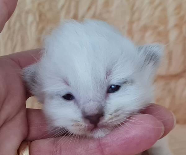 S*Källtäppans Gemini Ginnie