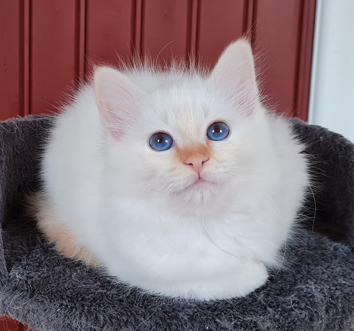 S*Källtäppans Gemini Ginnie