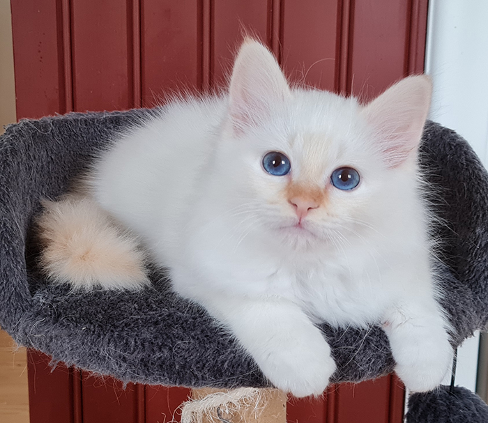 S*Källtäppans Gemini Ginnie