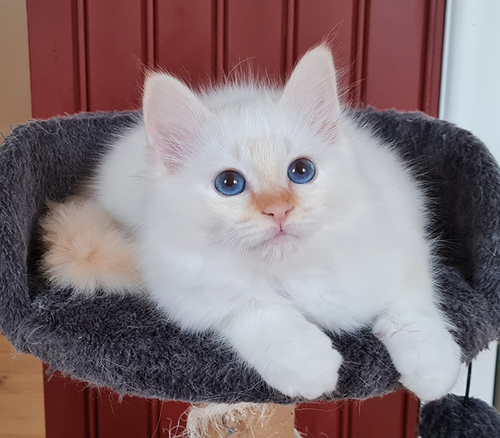 S*Källtäppans Gemini Ginnie