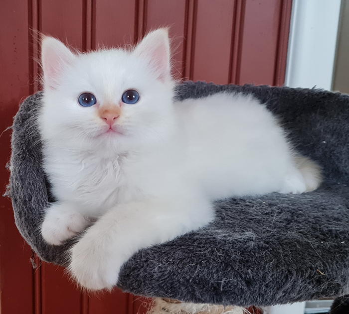 S*Källtäppans Gemini Ginnie