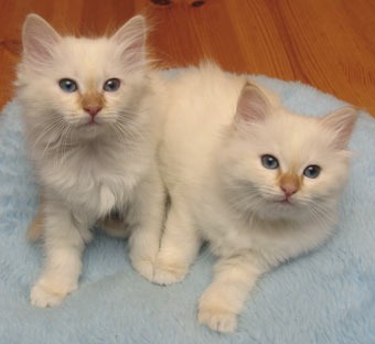 S*Källtäppans Gemini Ginnie