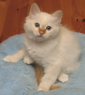 S*Källtäppans Gemini Ginnie